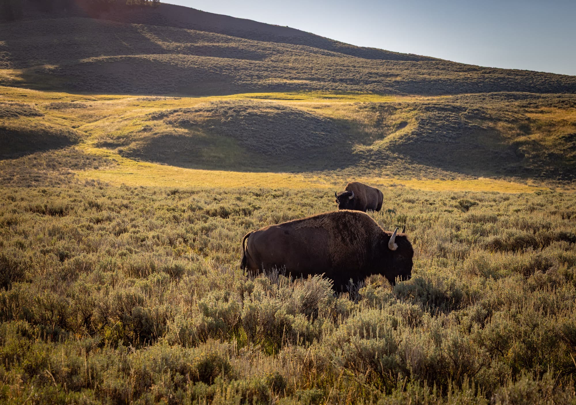 Black Hills to Yellowstone to Banff